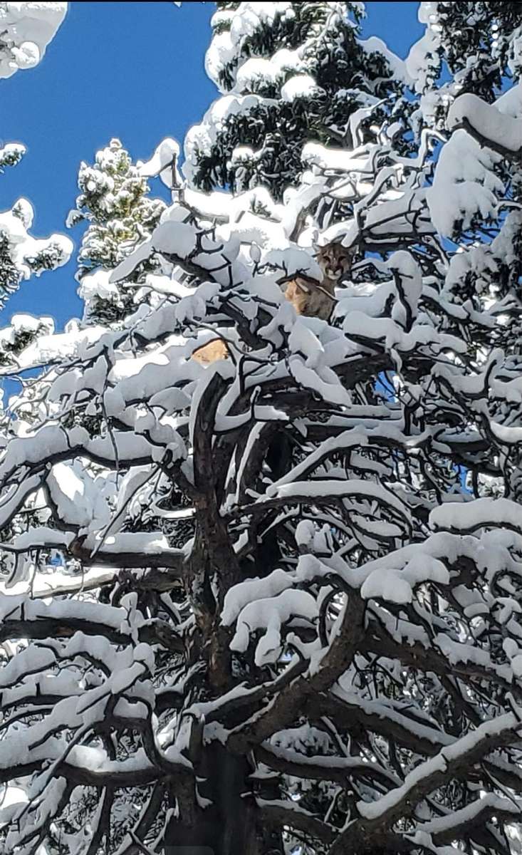 Hunting Mountain Lions with Hounds